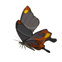 A picture of Smotherwing Butterfly