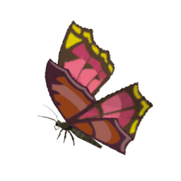 A picture of Summerwing Butterfly