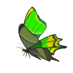 A picture of Thunderwing Butterfly