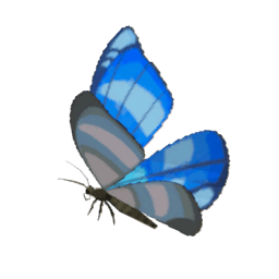 A picture of Winterwing Butterfly